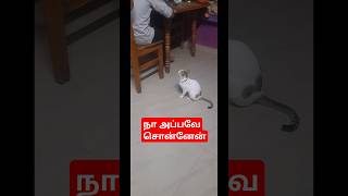 நா அப்பவே சொன்னே வீட்டை விட்டு போகாத சோரு போடமாட்டானு🤣#catcomedy#shortsfeed# shorts