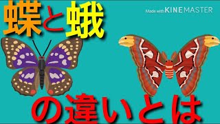 【ゆっくり解説】雑学！？豆知識！？蛾と蝶の違いを解説！