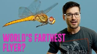 Tiny Dragonfly Flies Over FOUR THOUSAND Miles!