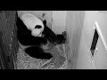 Giant panda cuddles healthy new cub in D.C.