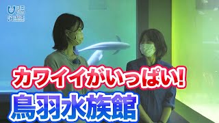 鳥羽水族館で働く飼育員に聞く｡水族館の役割について｡ 日本財団 海と日本PROJECT in 三重県 2022 #18