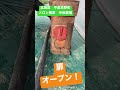 ミツバチ投入！メロン農家 寺坂農園北海道 求人 短期バイト 住み込み可　 shorts