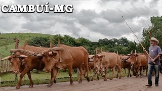 OS CARREIROS COLOCANDO A BOIADA NA ESTRADA !