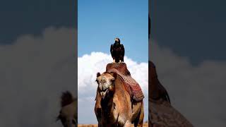 Eagle and Camel funny videos. 🔥 😱