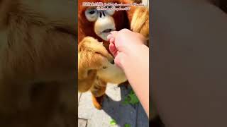 金丝猴 Golden Snub-nosed Monkey 为了吃得站起来像人一样直立😪有人喂养的金丝猴会不会进化成人呀？