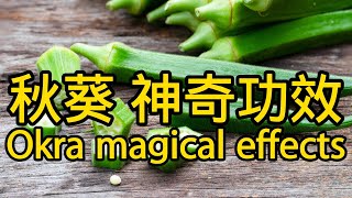 秋葵的功效與作用，The efficacy and function of okra