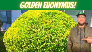 Landscape Like a Pro: How to prune and care for a overgrown Golden Euonymus!