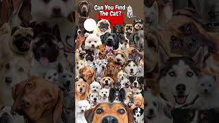 🐾CAN YOU FIND THE CAT? #animalshorts #shorts #dogshorts #catshorts #cuteanimals #dogs #cats #pug