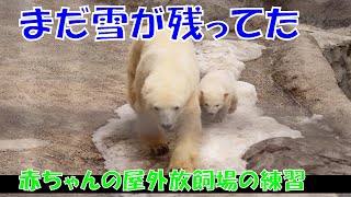 まだ、雪が残ってた（旭山動物園　ホッキョクグマのピリカと赤ちゃん）#ホッキョクグマ #シロクマ