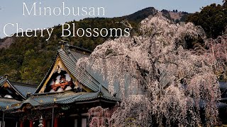 [4K] Crystal of the beauty of prayer Mt. Minobusan Cherry Blossoms: Minobusan Cherry Blossoms