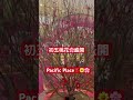 ［年初五］香港金鐘太古廣場🌸pacific place 2025🧧新春賀𡻕🐍蛇年裝飾 太古廣場 金鐘 hongkong admiralty 新春大吉 新春 pacificplace 香港