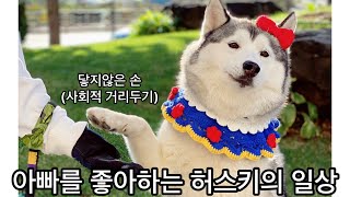 아빠바라기 허스키의 일상(결국 서열1위는…?병원??)