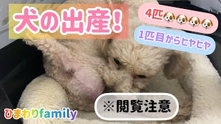 【注意：犬の出産動画】こむぎ頑張りました！！もうヒヤヒヤだった💦産まれてきてくれてありがとう🐶💕