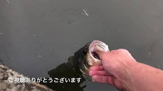 秋は巻物スピナーベイトで霞ヶ浦前川を攻める