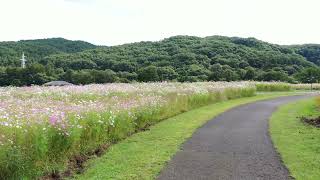 岩手県立御所湖広域公園　町場地区園地　コスモス低高度２