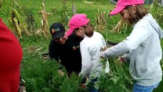 Cosechando zanahorias