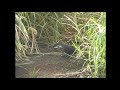 タカサゴクロサギ（1）捕食（大宜味村喜如嘉） black bittern wild bird 野鳥 動画図鑑