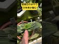 【 猛暑日 万年青が枯れる 水やり 注意点】芯の水と日差しに注意 高温 で一気に傷む 夕方の水やりに変えました【 万年青の豊明園】rohdea japonica omoto 豊明園