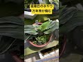 【 猛暑日 万年青が枯れる 水やり 注意点】芯の水と日差しに注意 高温 で一気に傷む 夕方の水やりに変えました【 万年青の豊明園】rohdea japonica omoto 豊明園