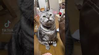 猫の鳴き顔とあくびが可愛い😍