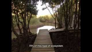 Pasella besoek Mangrove Natuurreservaat