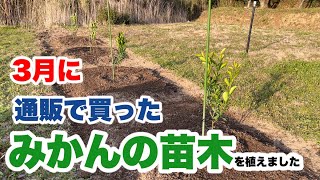 苗木生産者から通販でミカンの苗木を買って植え付けてみました！【趣味のミカン栽培】