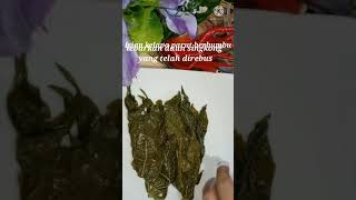 SHORTS CARA MENGGULUNG BUNTIL DAUN SINGKONG ISI IKAN ASIN PEDA 🧄 RESEP SEDERHANA WARISN NENEK MOYANG