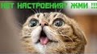 Смешные картинки про кошек и котят Выпуск № 13 FUNNY CATS СМЕШНЫЕ КОШКИ