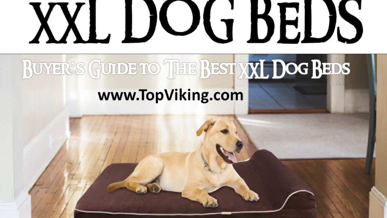 Best XXL Dog Beds - Buyer's Guide - YouTube