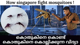 കൊതുകിനെ കൊണ്ട് കൊതുകിനെ കൊല്ലുന്ന വിദ്യ അറിയാമോ?|വാടകക്കൊലയാളി കൊതുക്!|How Singapore kill mosquitos