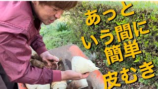 【主婦必見】超簡単たけの子皮むきやり方‼️ 本編切り抜き🌱