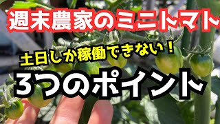 【週末農家】ミニトマト栽培「気をつけたい3つのポイント」