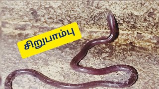 சிறுபாம்பு(Brahminy Blind Snake)🐍🐍🐍