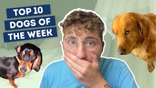 The Dogs Were a Little Angry This Week | Top 10 Dogs