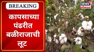 Cotton Seeds Price in Yavatmal | कापसाच्या पंढरीत बळीराजाची लूट | Marathi News | News18