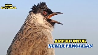 Ampuh...!!! Suara Burung KUTILANG GACOR Ini Paling Cocok Untuk Suara Panggilan dan Masteran