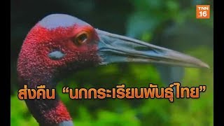 อสส.จับมือเอกชน ส่งคืน “นกกระเรียนพันธุ์ไทย” สู่พื้นที่ชุ่มน้ำ | 11 ส.ค.62 | TNN  ข่าวเที่ยง