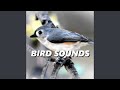 Amazing Bird Sounds