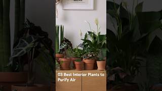 03 Best Indoor Plants to Purify Air Quality #indoorplantsforbeginners #indoorplants #indoorplantlove