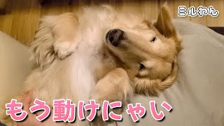 雪降る寒さの中遊び疲れて爆睡する愛犬が可愛すぎました【ダックスフンド】