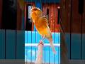 Canary bird chirping #صفير الكناري #O pau canário soa #canáriobelgacantando #burungkicau #birdsounds