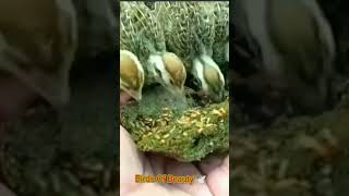 Partridge Chick's Feeding/#shorts #viral #birdslover #birds #teetarbird #shortvideo