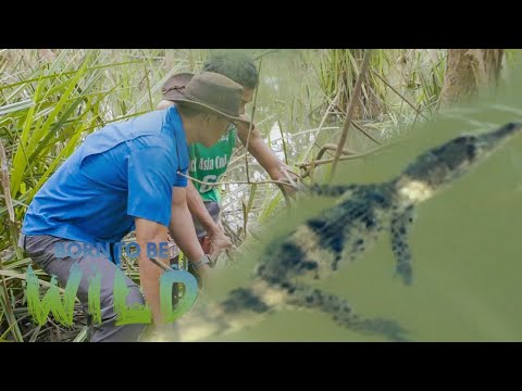 How do Philippine crocodiles adapt to their environment? Born to be Wild