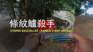 Crazy Striped Bass Topwater Action! The Real Striper Killer at Tidal Basin - Rapala X-Rap Jerkbait