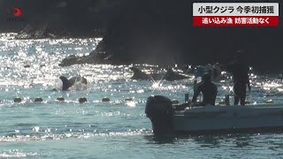 小型クジラ今季初捕獲 追い込み漁、妨害活動なく