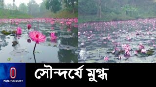 একদিকে চা বাগান, অন্যদিকে বাহারি লাল-নীল শাপলা || Tea Garden