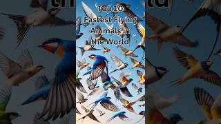 Top 10 Fastest Flying Animals in the World!