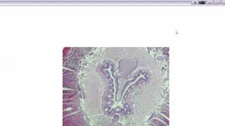MS HS Microscope Software Getting Started