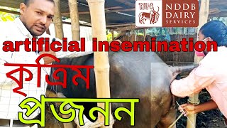 Artificial Insemination Of Cattle মহিষের কৃত্রিম প্রজনন