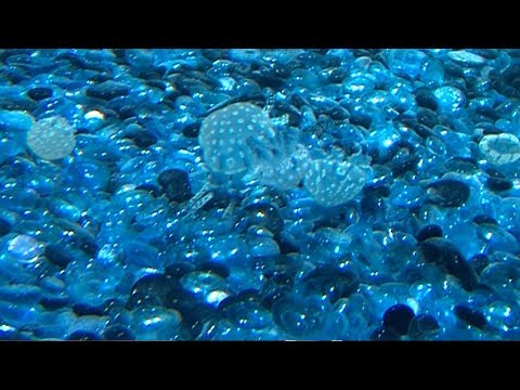What happens if you get stung by a jellyfish?